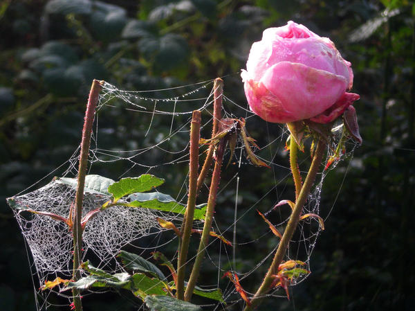 Floriculture, diseased bud of a pink rose entangled with cobwebs on a blurred natural background of a garden vegetable garden. Spider mite, wilting, autumn. Pruning rose bush, outdoors close-up.