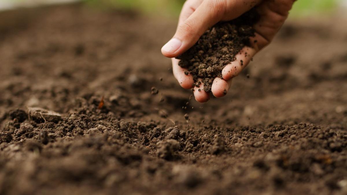 Fertilizer Basics: Everything You Need to Know