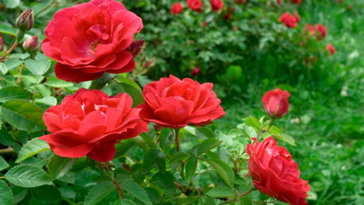 Different types of roses