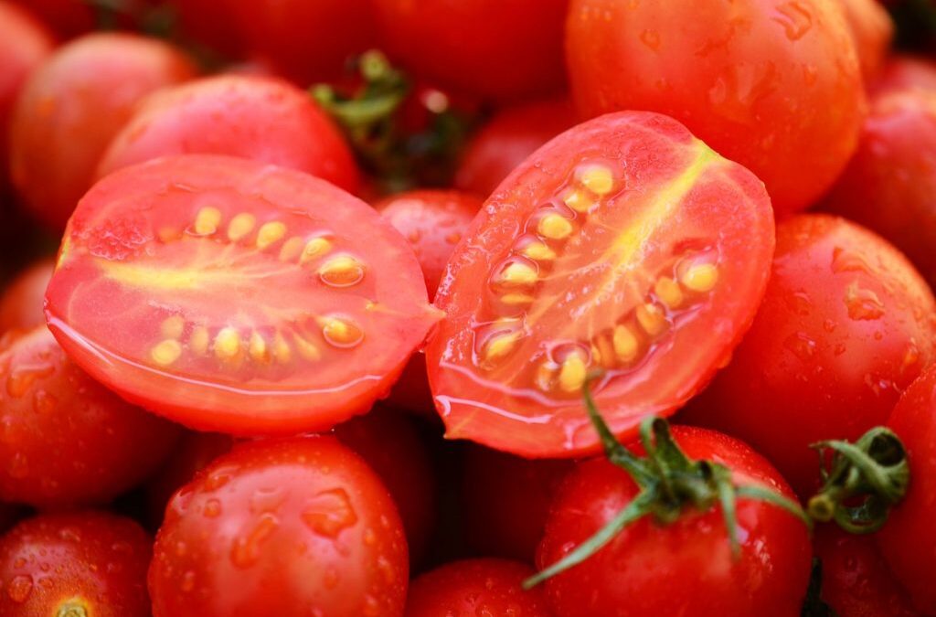 Growing Tomatos Plants From Seeds