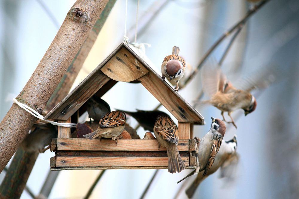 4 tips for attracting birds to your yard