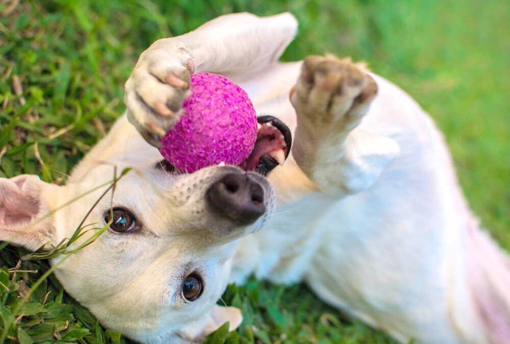 Best dog toys for every type