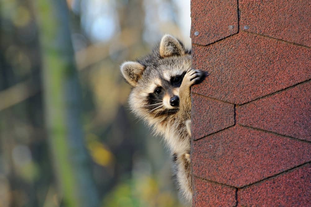 Dealing with Unwanted Raccoons