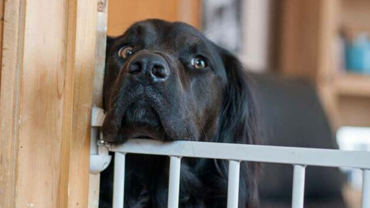 Pet Gates: Keeping Your Furry Friends Safe and Secure