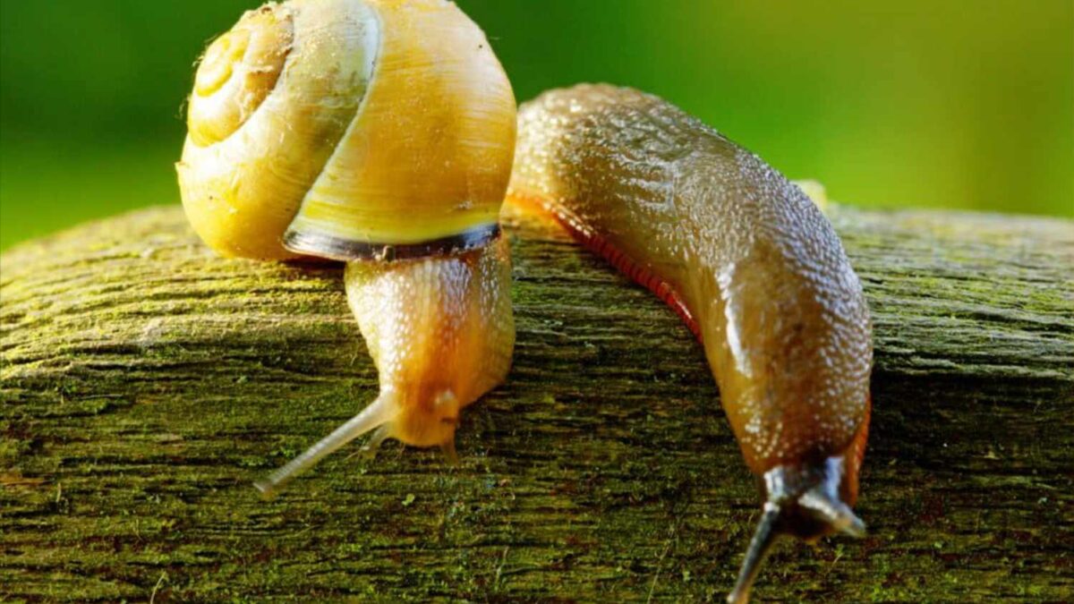 Tips on Dealing with Slugs and Snails in the Garden