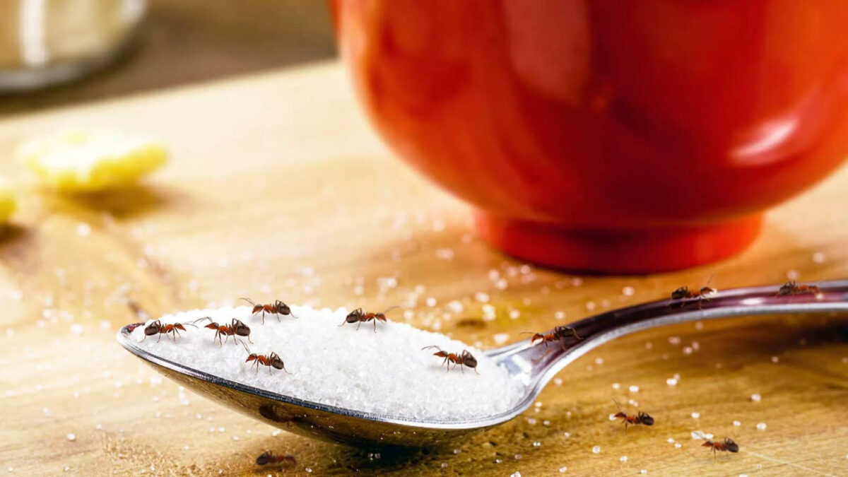 The Ultimate Guide to Getting Rid of Ants