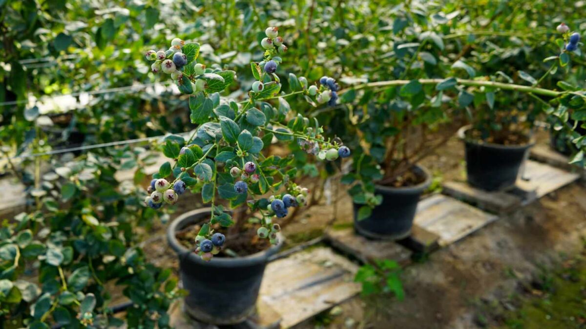 The Ultimate Guide to Protecting Blueberries from Pests