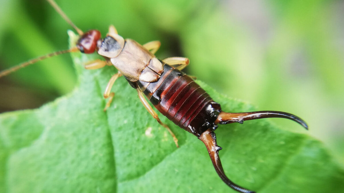 Earwig Extermination: A Step-by-Step Guide
