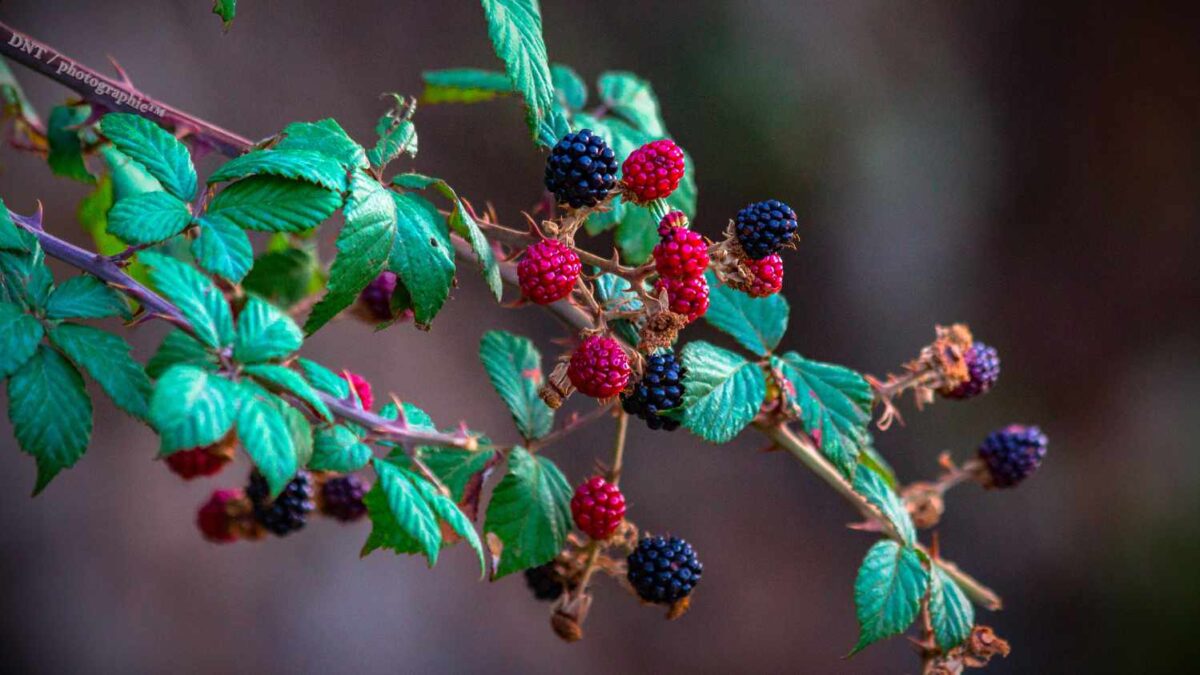 Blackberries: A Sweet Treat or a Weedy Nuisance?