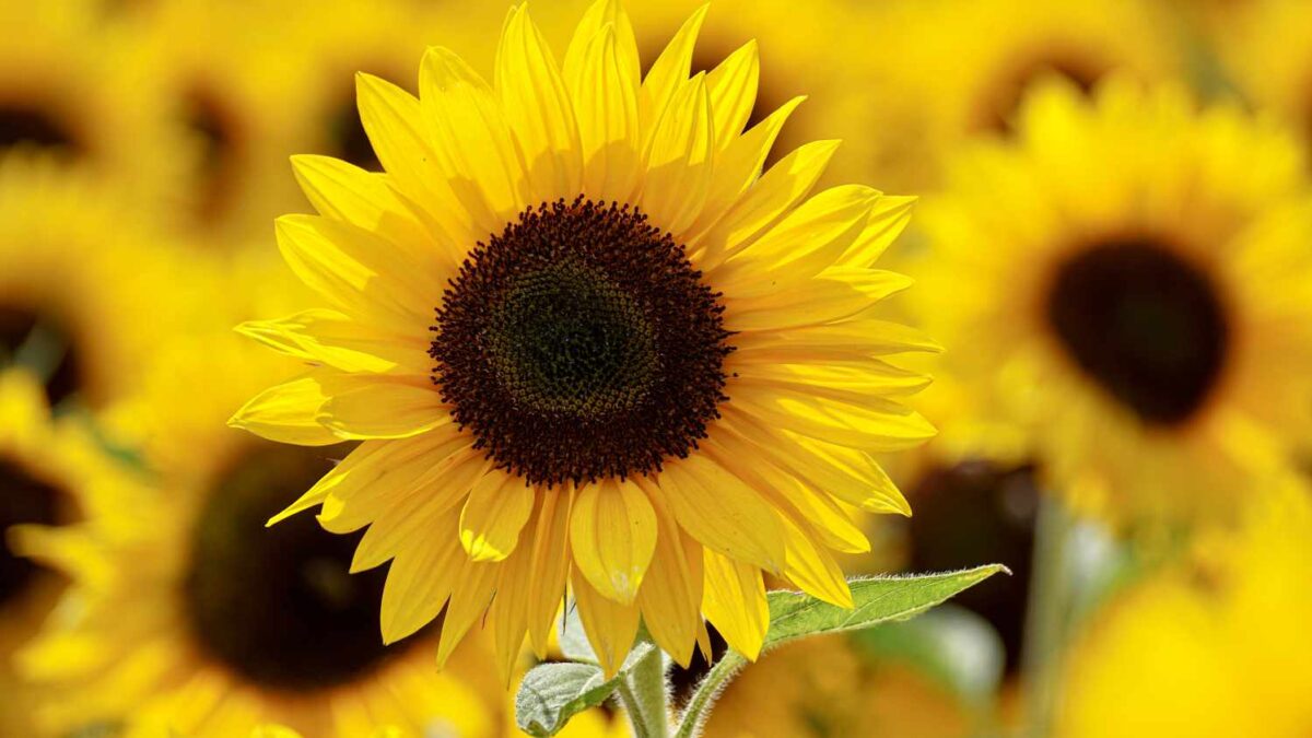 Grow Your Own Sunflowers for a Beautiful Garden