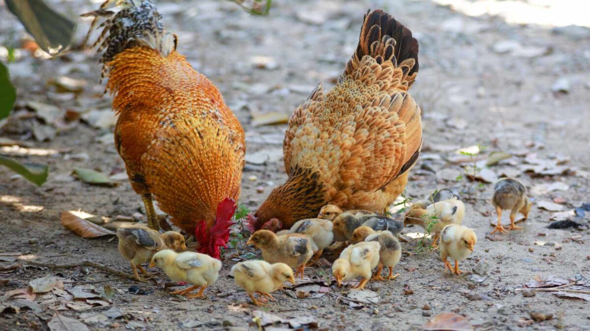 Raising Chickens: A Great Way to Get Back to Nature