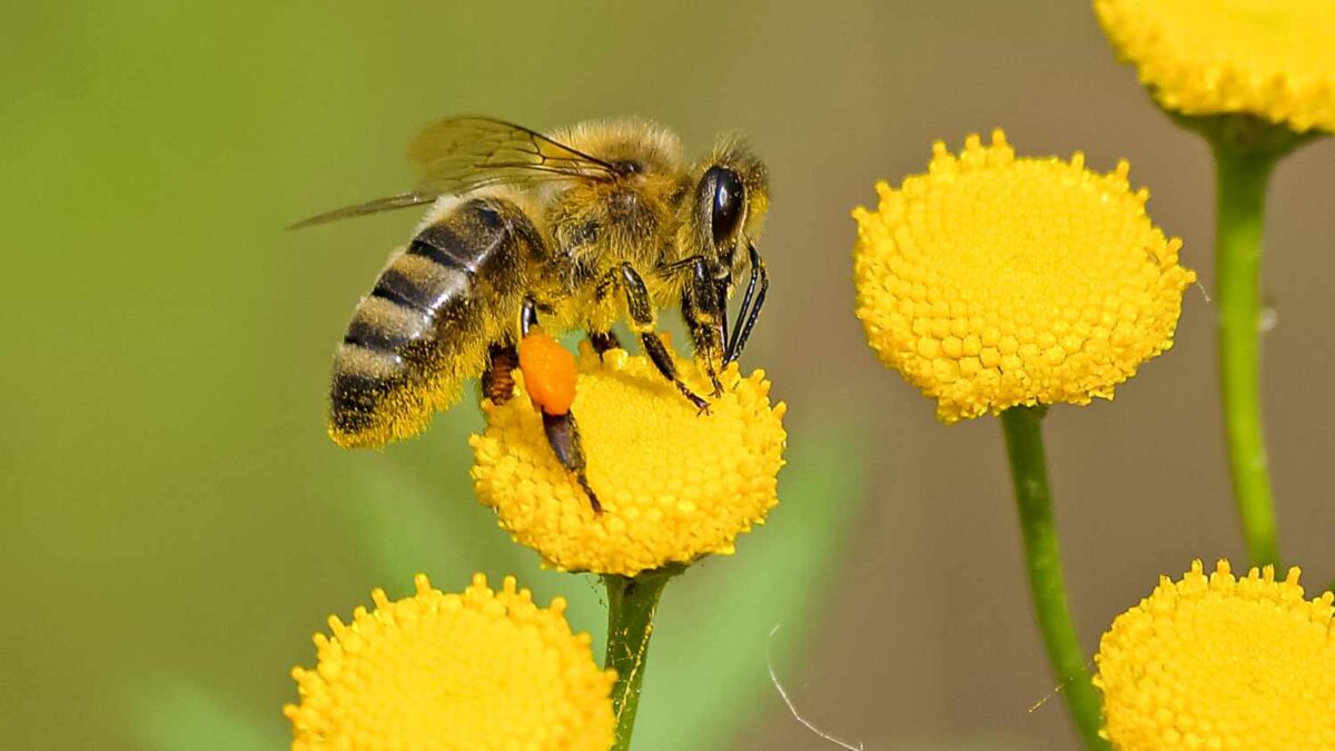 Bee-Friendlier Yards: How to Help Our Pollinators Thrive