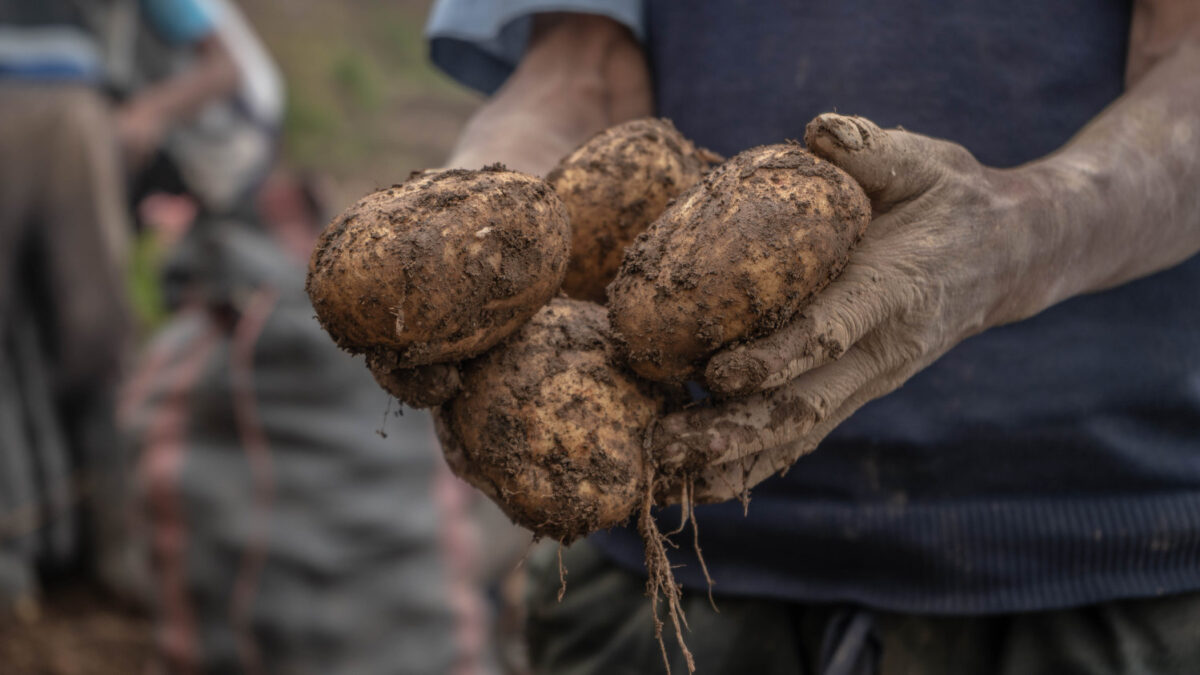 Growing Potatoes: An Easy Guide