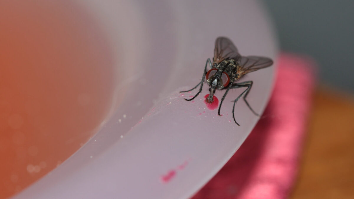House Flies Be Gone: 5 Simple Ways to Get Rid of Them