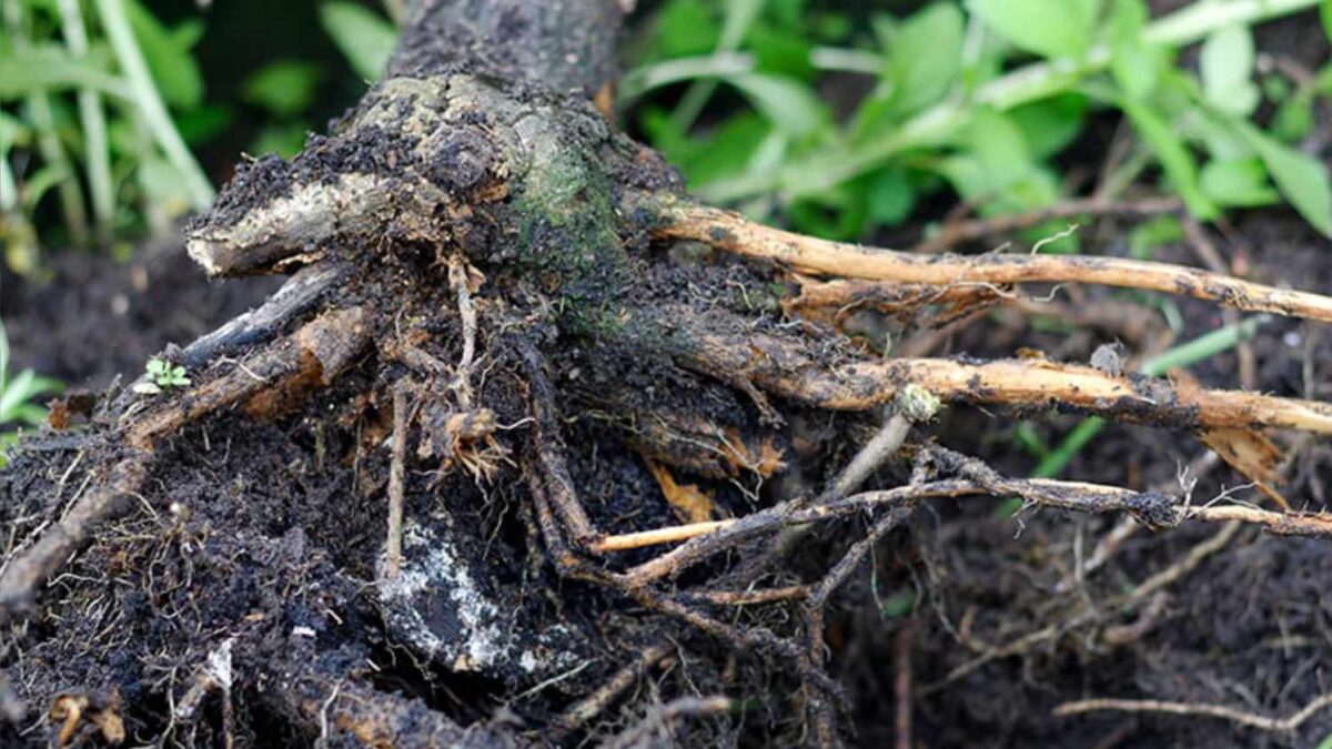 Root Rot: A Gardener’s Guide